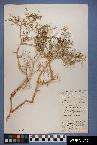 Psorothamnus thompsoniae image